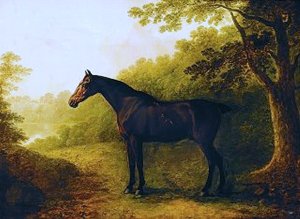 Dark Bay Hunter