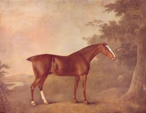 A Dark Chestnut 1788