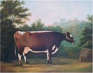 Horned Cattle