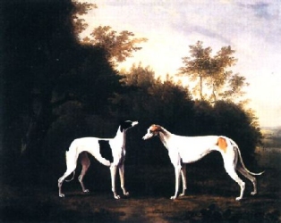 Two Greyhounds